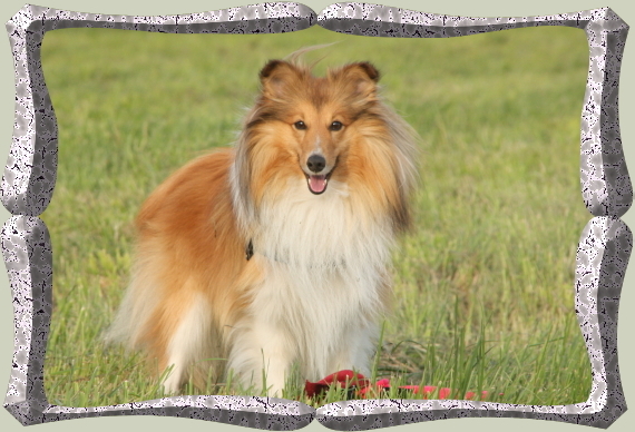 Der Sheltie