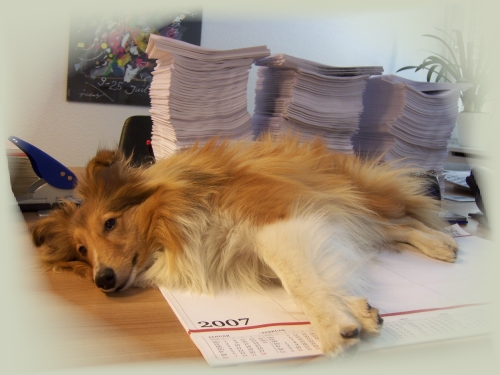 Urlaubssheltie