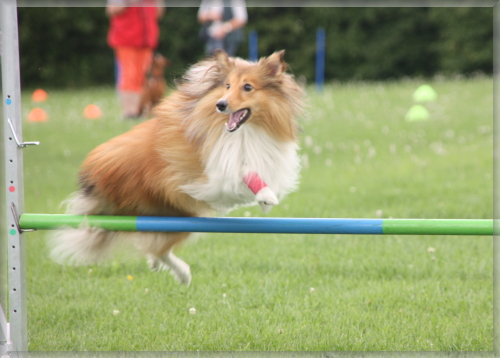 Agility 3