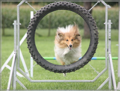 Agility 4